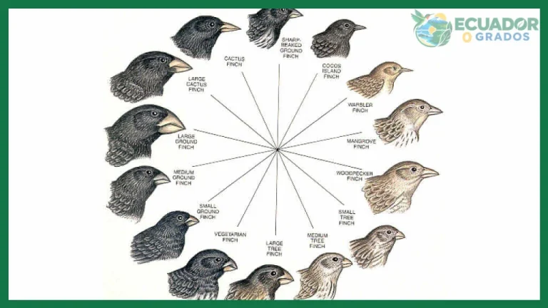 Qué es un pinzón de Darwin