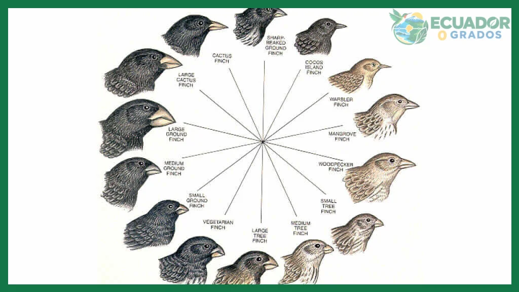 Qué es un pinzón de Darwin