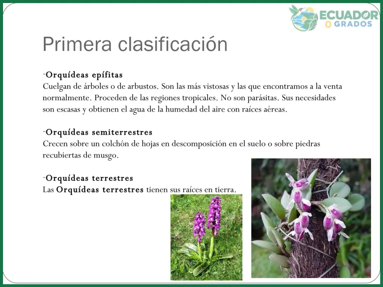 Qué es una orquídea y cómo se clasifica