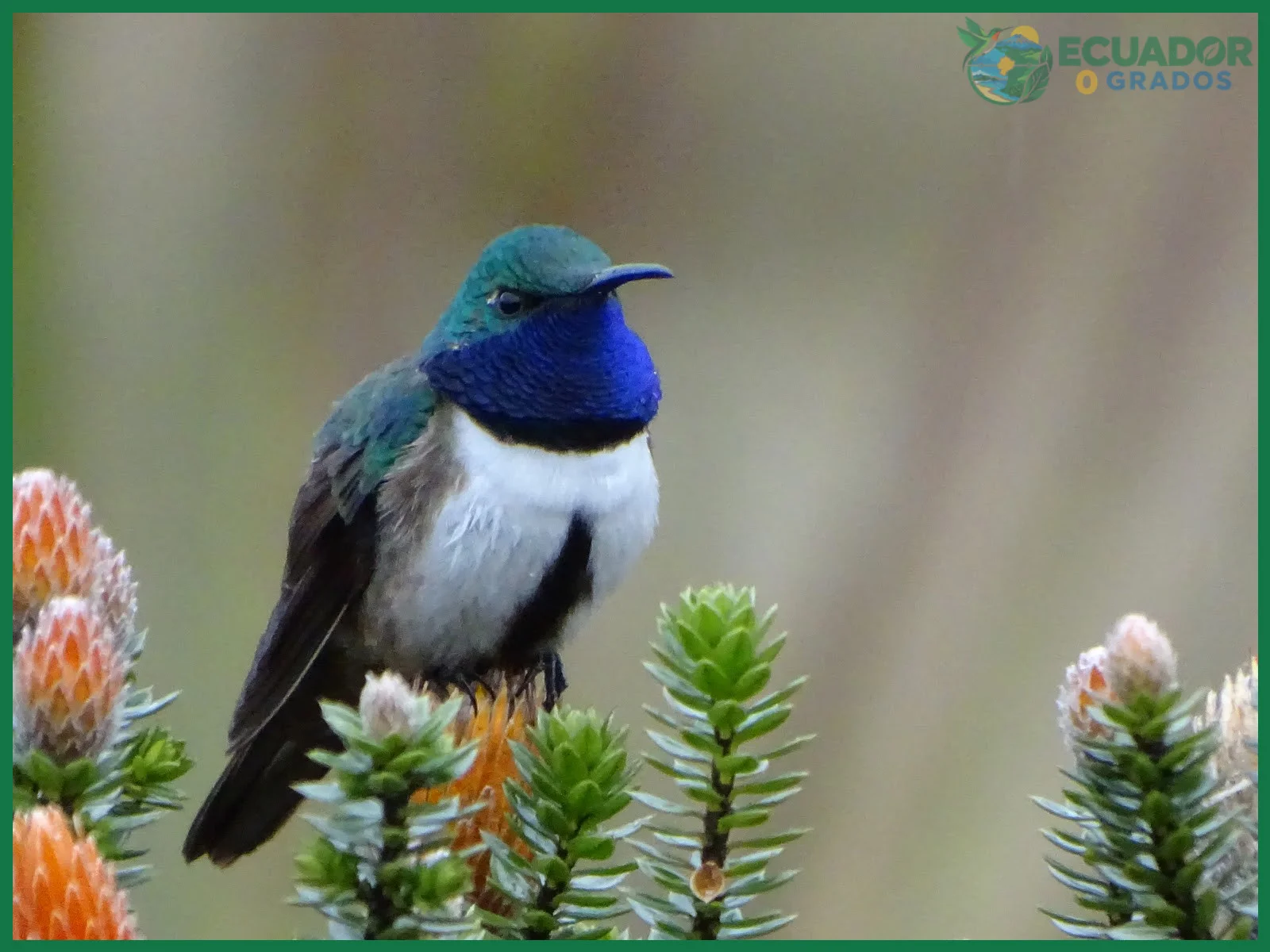 Qué especies de colibríes habitan en Ecuador