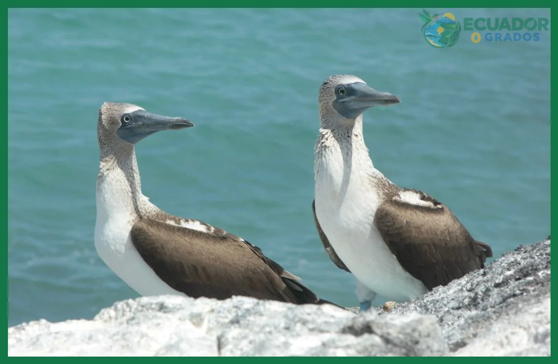 Qué especies introducidas amenazan Galápagos