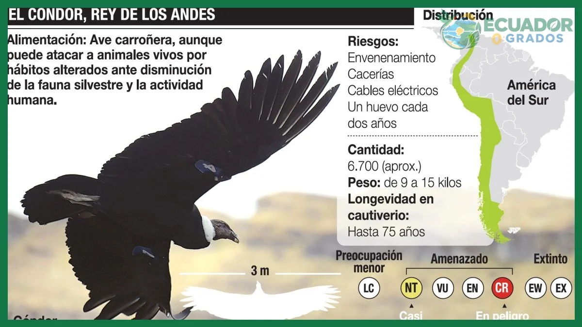 Qué hace único al cóndor andino