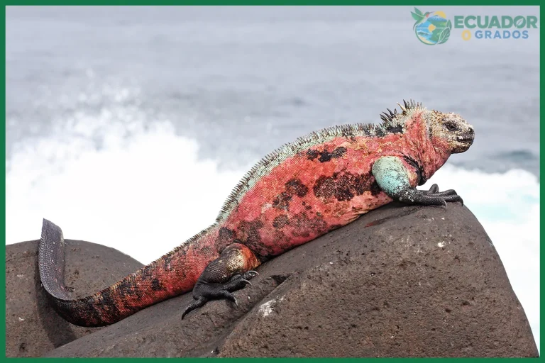Qué iguanas marinas viven en Galápagos