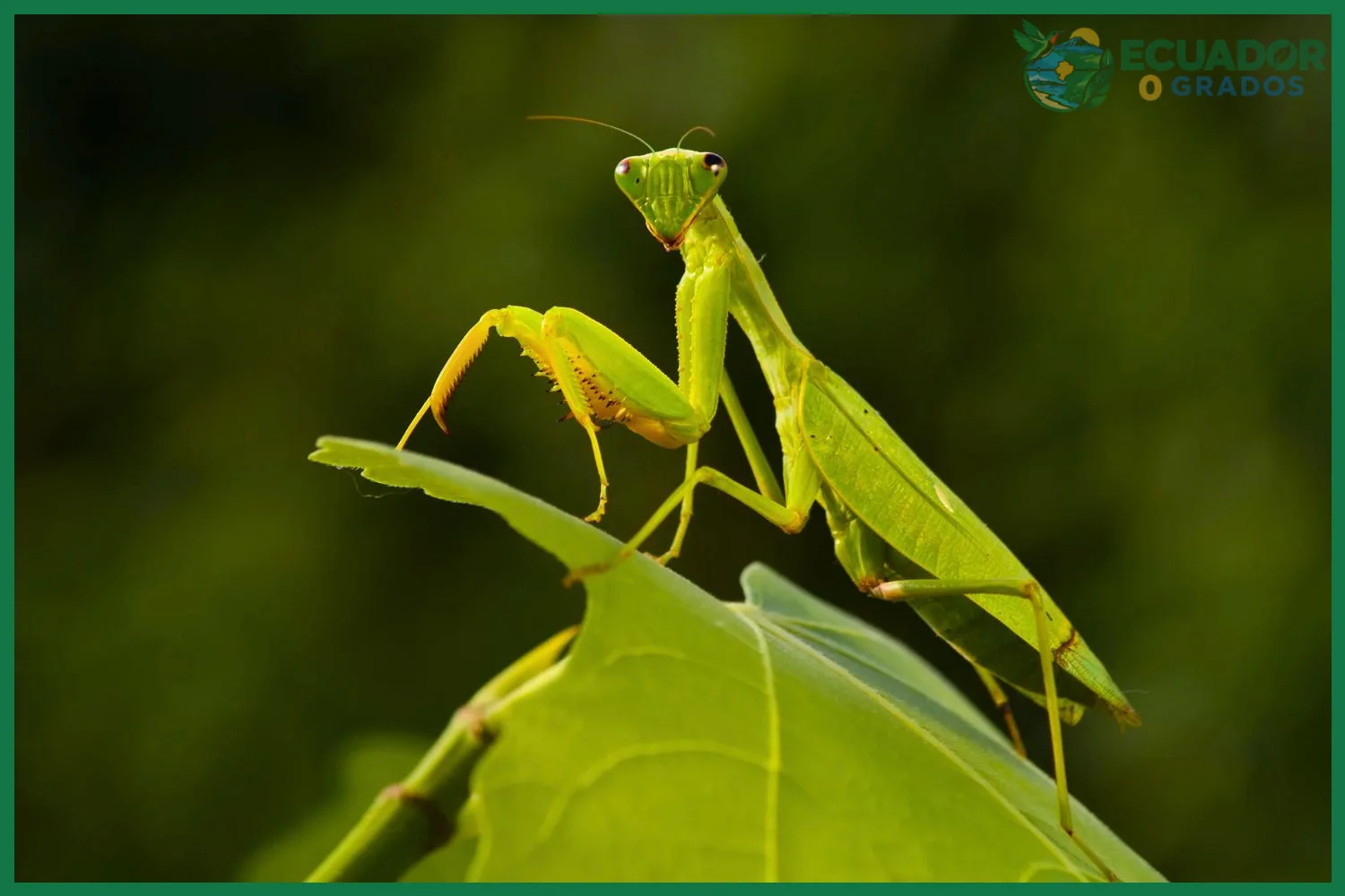 Qué insectos increíbles viven en la Amazonía del Ecuador
