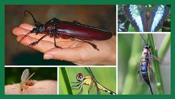 Qué insectos increíbles viven en la Amazonía del Ecuador