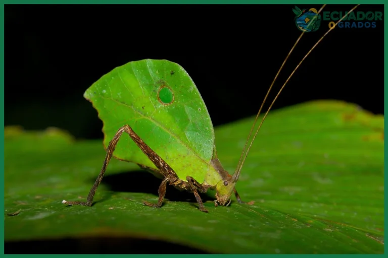 Qué insectos increíbles viven en la Amazonía del Ecuador