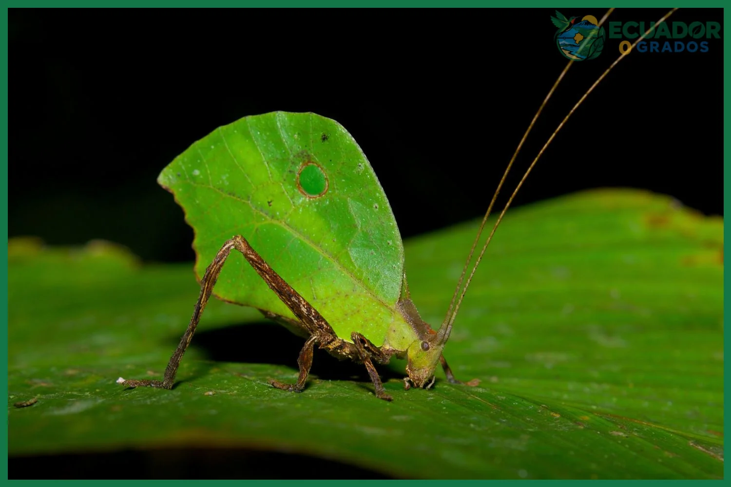 Qué insectos increíbles viven en la Amazonía del Ecuador