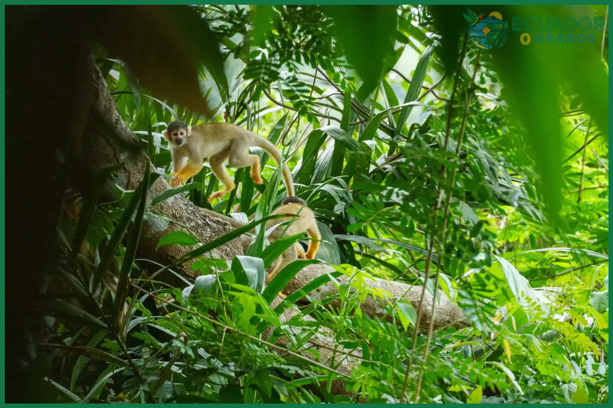 Qué llevar para observar monos en la selva amazónica ecuatoriana