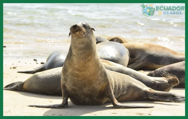 Qué mamíferos marinos hay en Galápagos