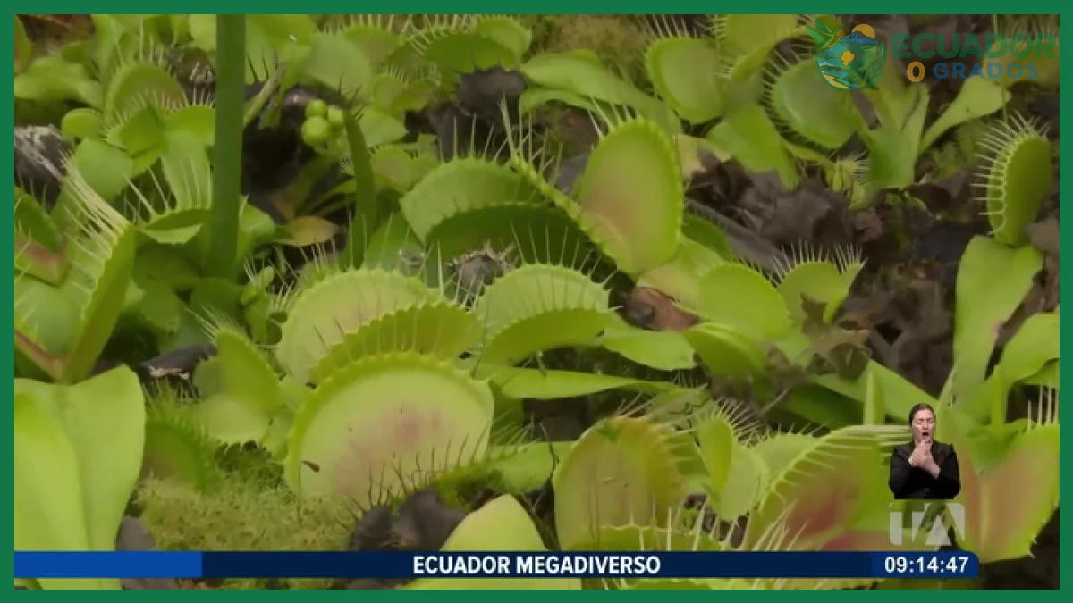 Qué plantas carnívoras existen en Ecuador