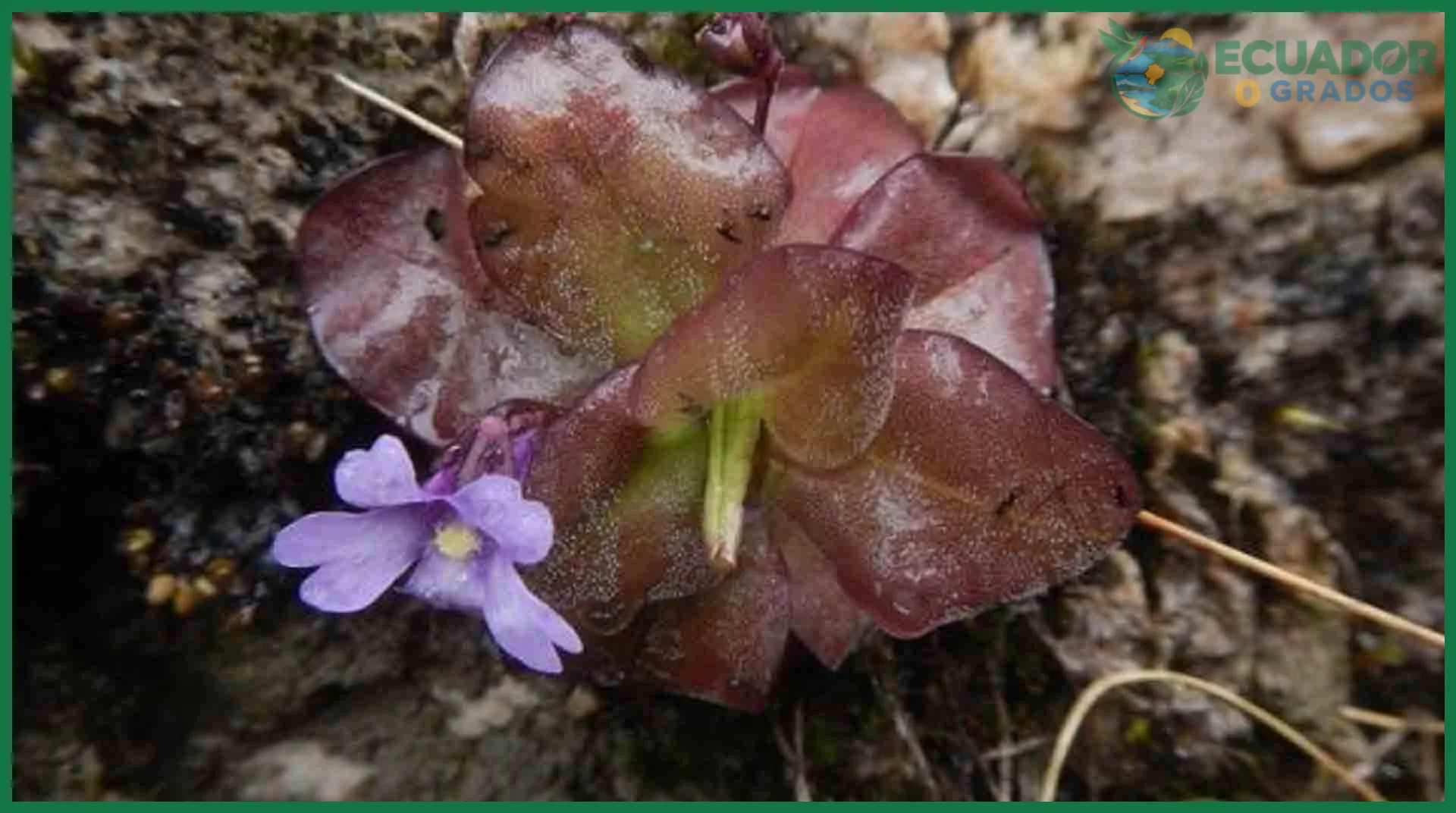 Qué plantas carnívoras existen en Ecuador