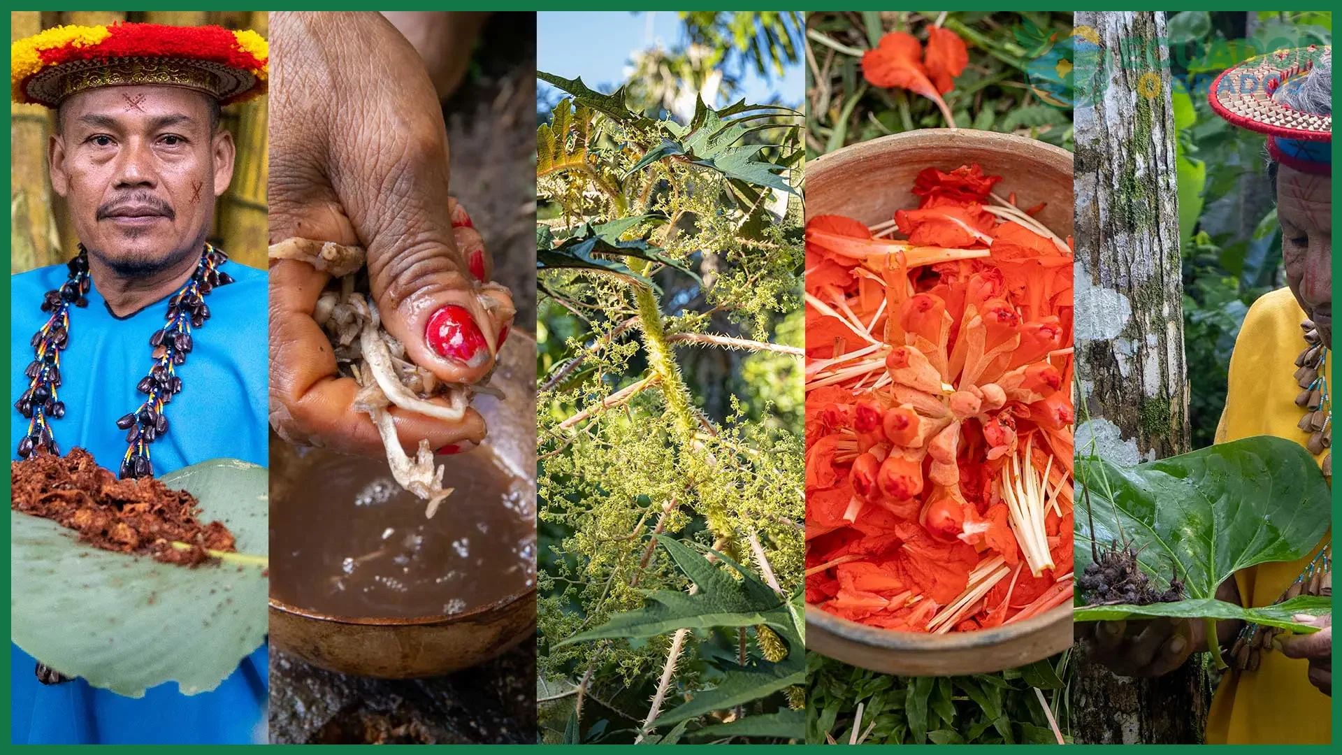 Qué plantas medicinales se usan en la Amazonía de Ecuador