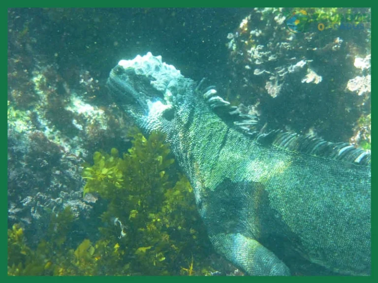 Qué reptiles endémicos hay en Galápagos