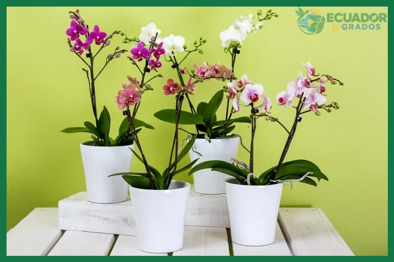 Qué significa la flor de orquídea y su simbolismo