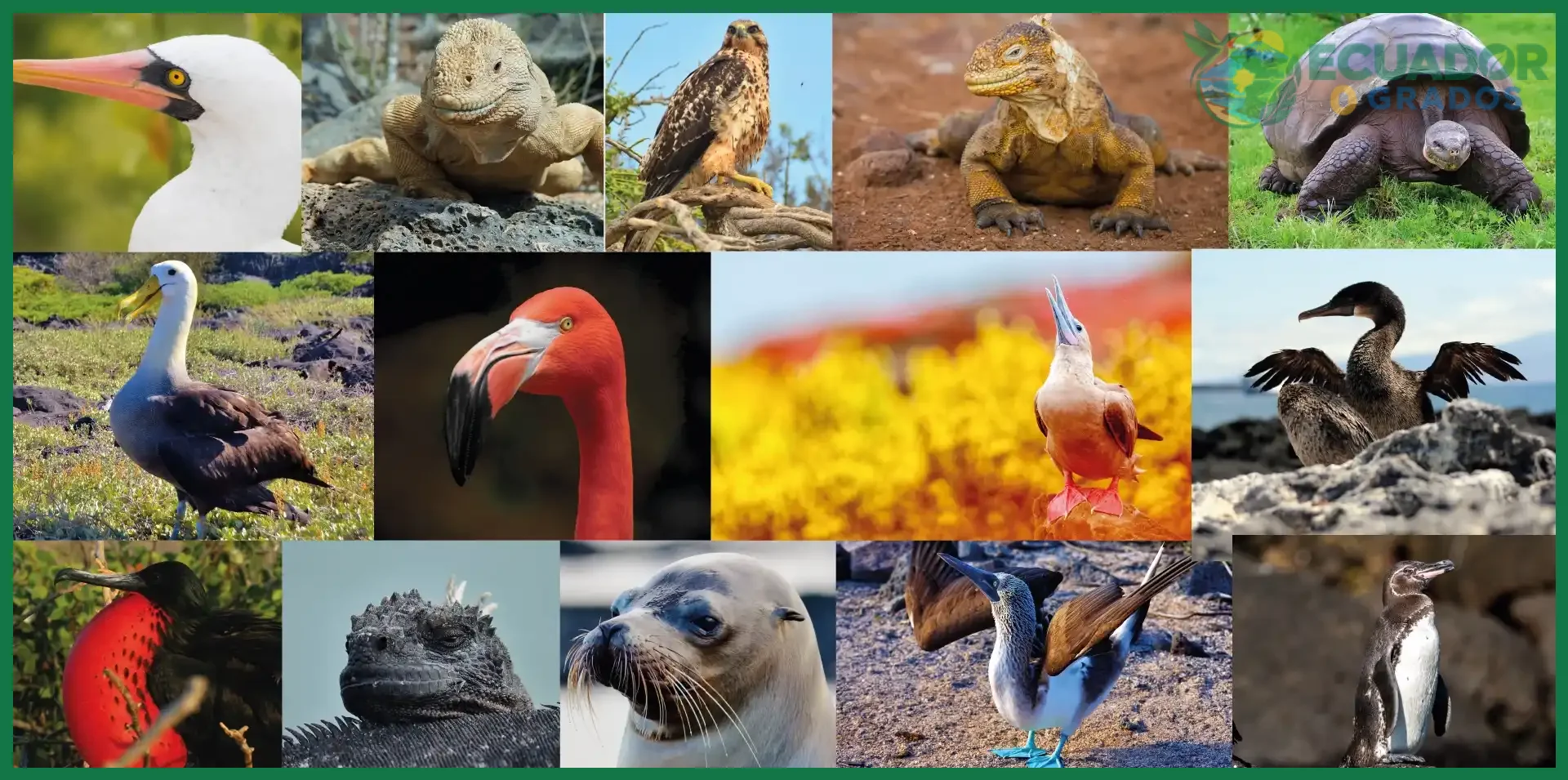 Qué significa que un animal sea endémico de Ecuador