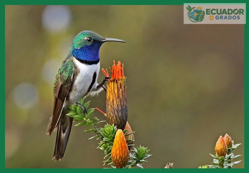 Qué son las aves endémicas del Ecuador