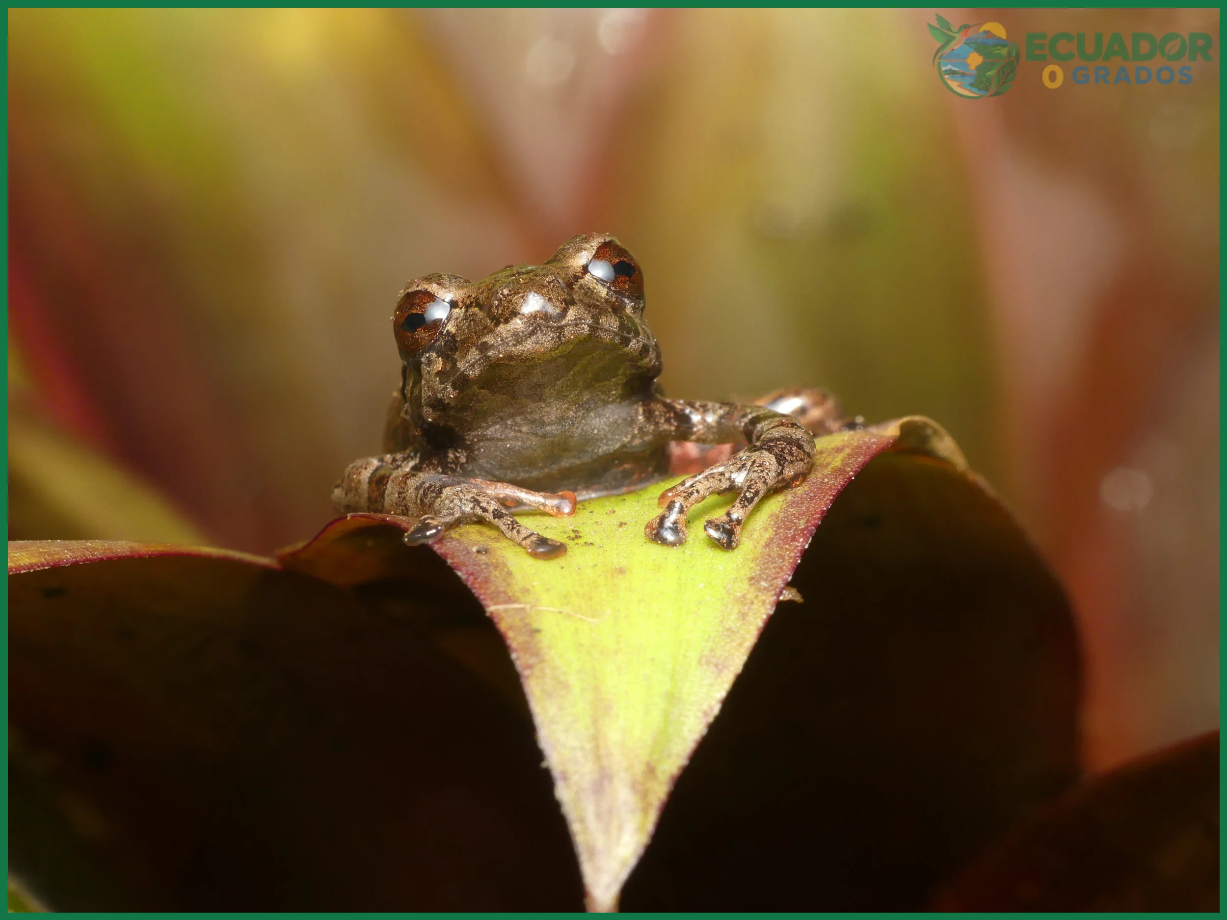Ranas diminutas descritas para la Amazonía del Ecuador entre 2020 y 2022