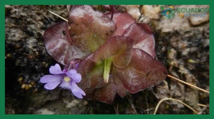 Recomendaciones para la observación responsable de plantas carnívoras en Ecuador