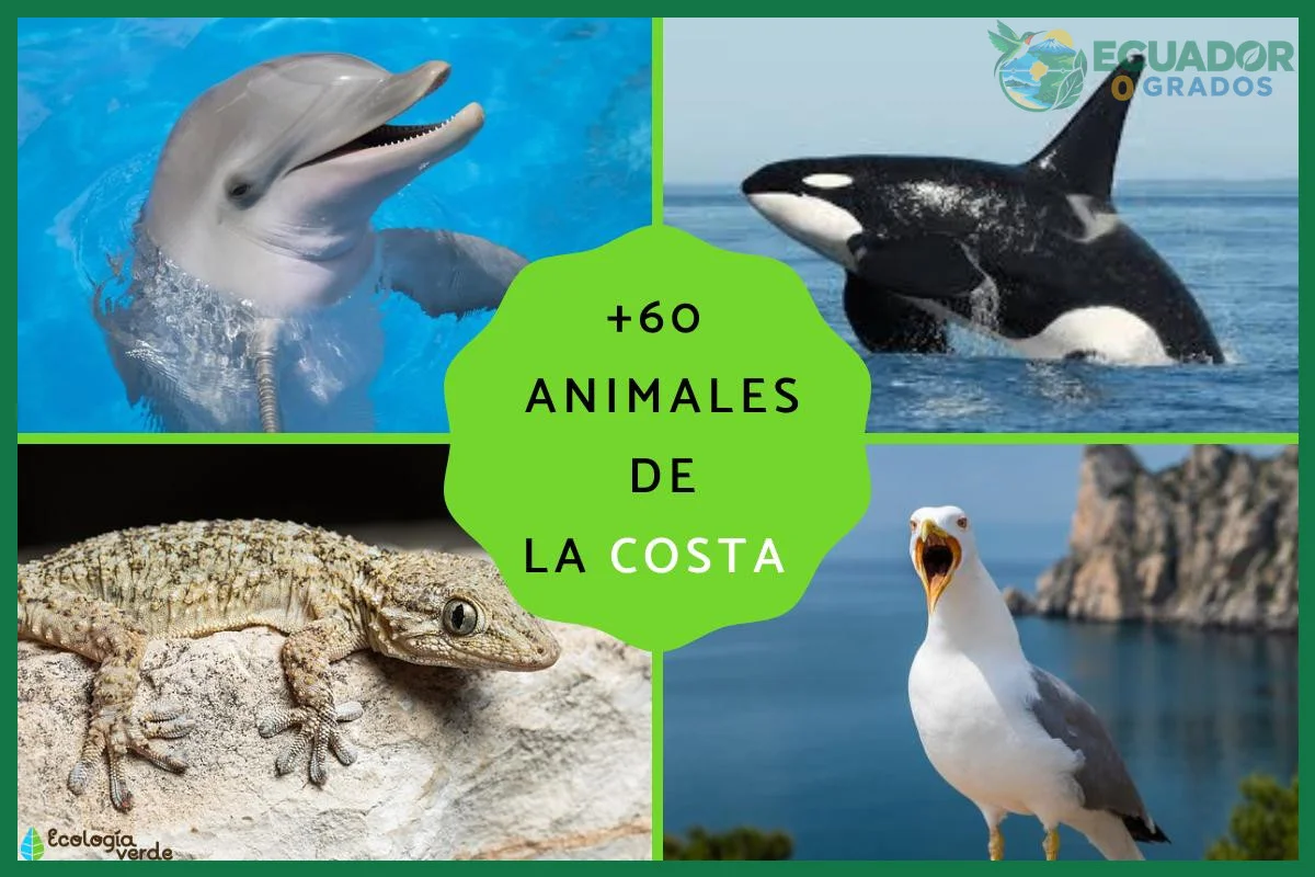 Regiones del Ecuador donde se concentran criaturas extravagantes y fascinantes