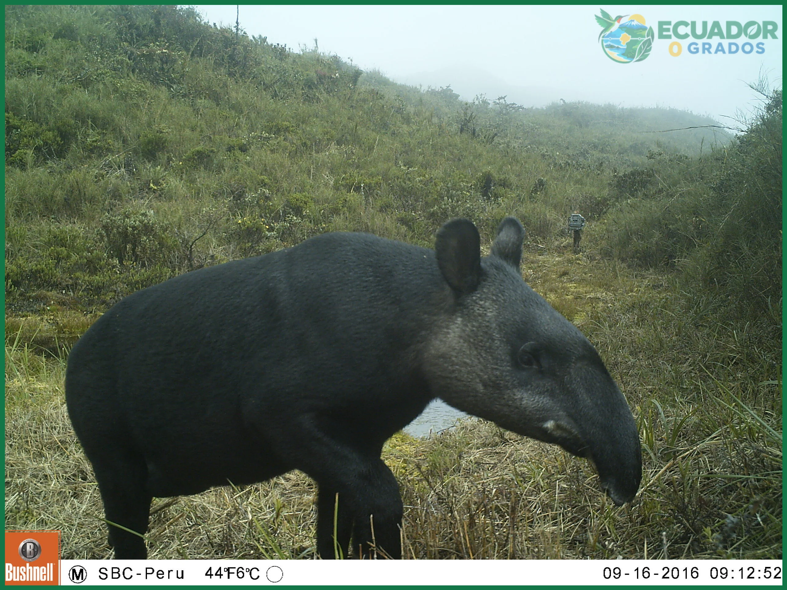 Regiones naturales andinas donde se concentra la mastofauna ecuatoriana