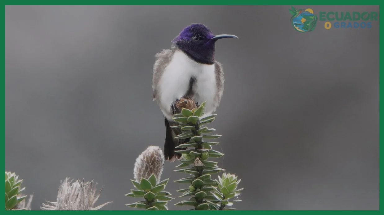 Reservas y comederos cercanos a Quito para observar colibríes