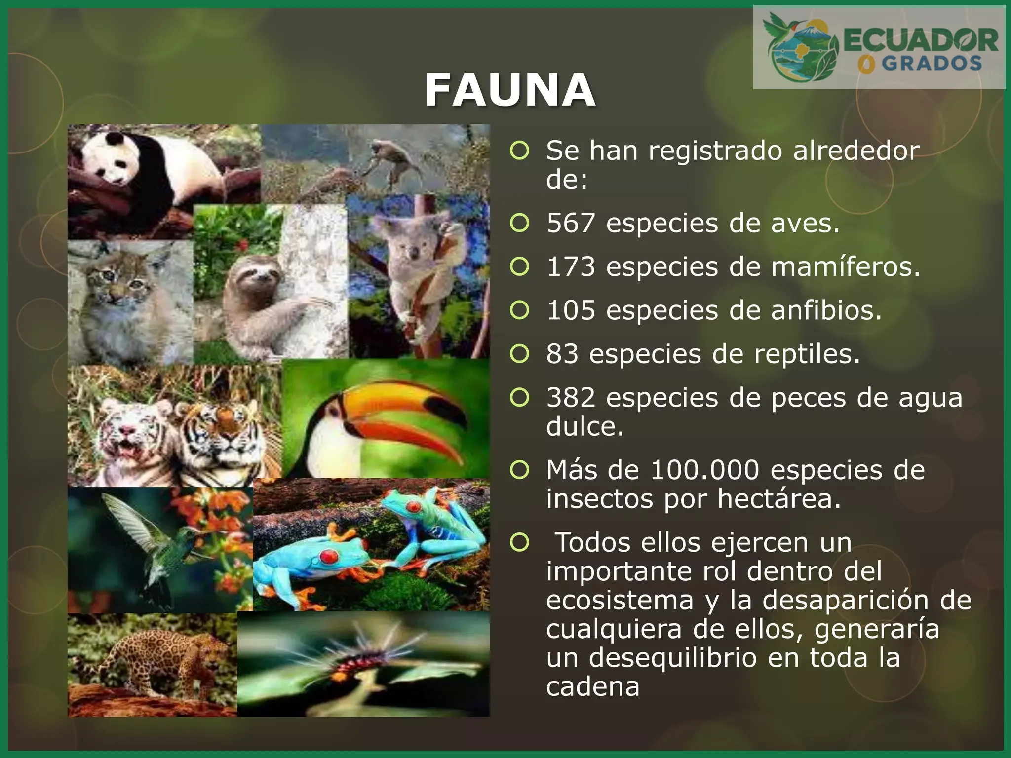 Riqueza en anfibios, aves, mamíferos y plantas por hectárea