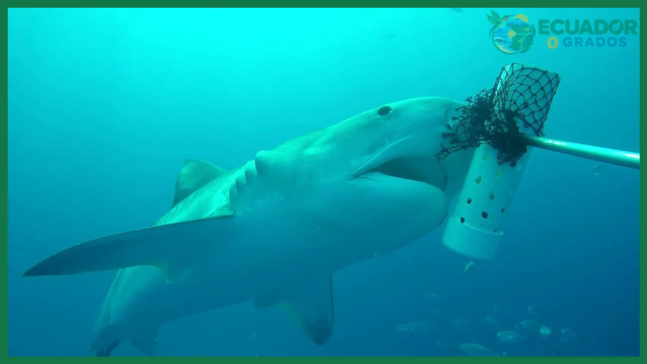 Seguro de buceo y conocimiento de las normas de la Reserva Marina de Galápagos