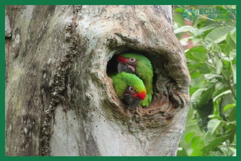 Selección de flora nativa que provee néctar y semillas a las aves endémicas