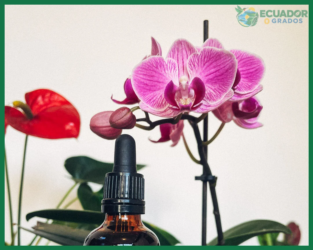 Señales de luz insuficiente o excesiva en las hojas de la orquídea