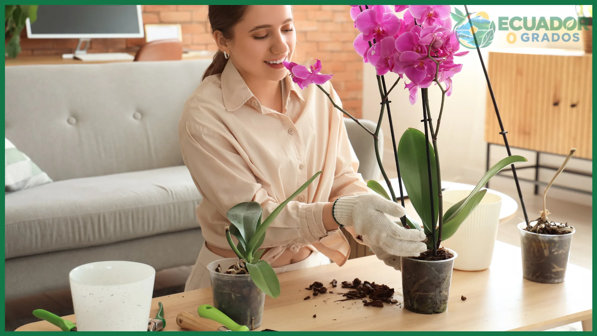Sustrato adecuado para orquídeas en maceta