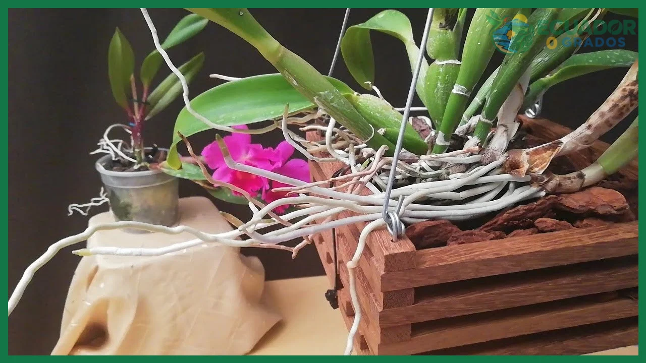 Sustrato y maceta adecuados para orquídeas de Ecuador