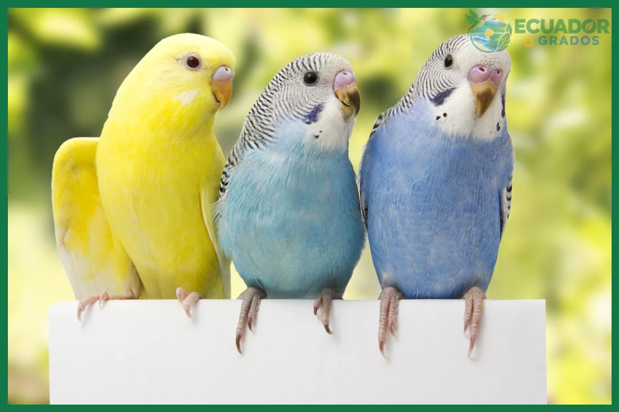 Tamaño, peso y particularidades del zunzuncito frente a otros colibríes