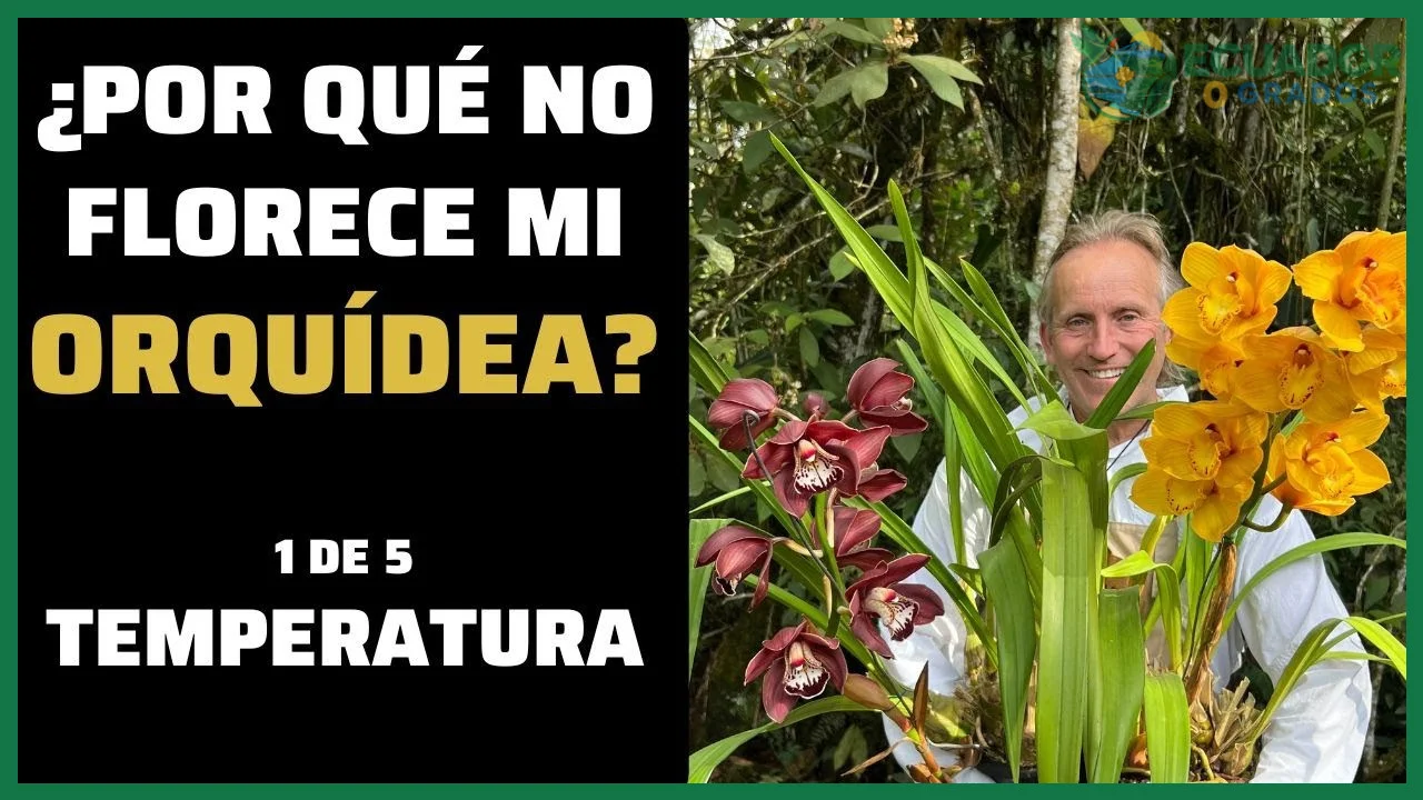 Temperaturas constantes sin oscilación entre día y noche que frenan la floración