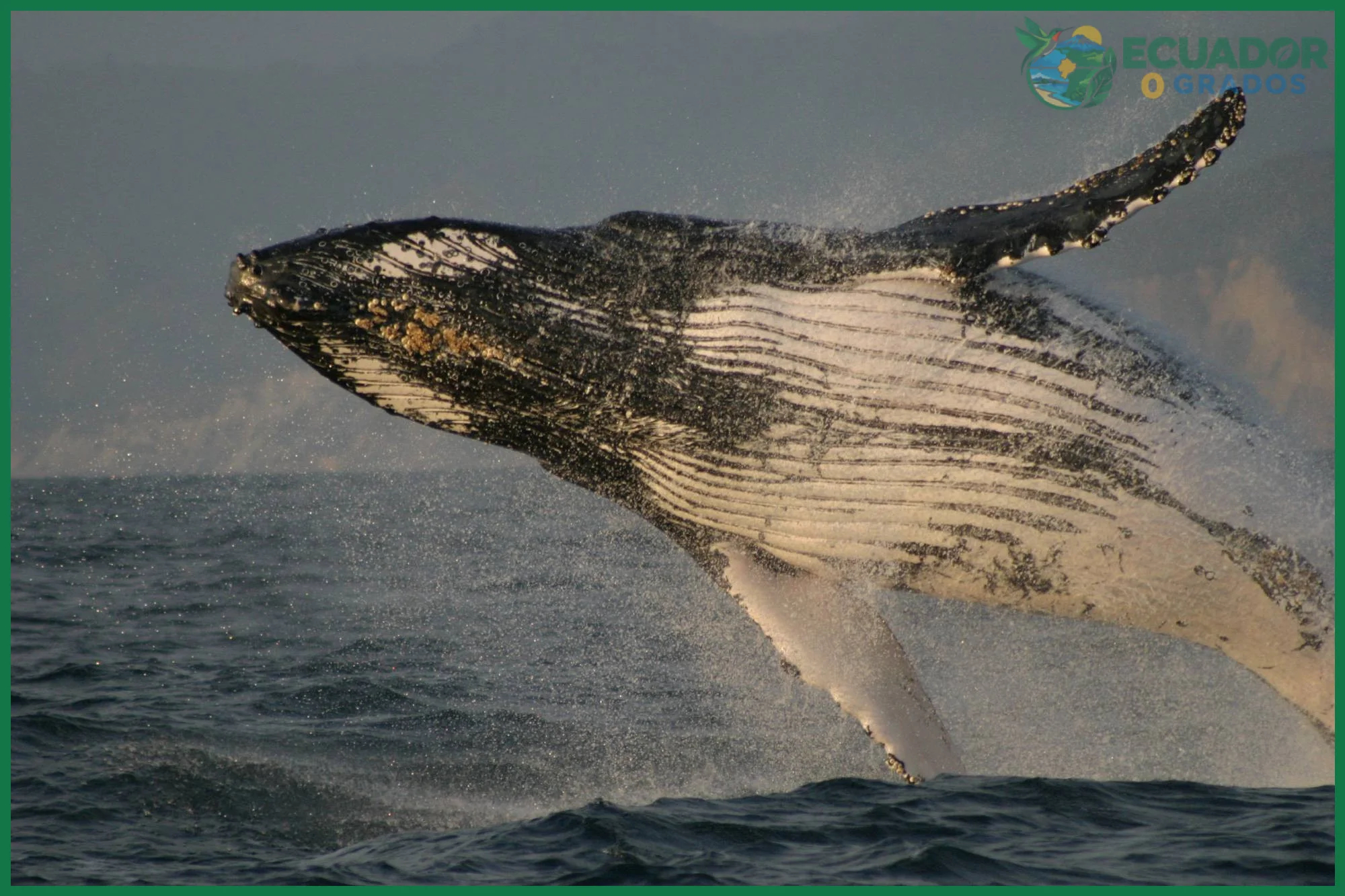 Temporada de avistamiento de ballenas jorobadas en la costa ecuatoriana
