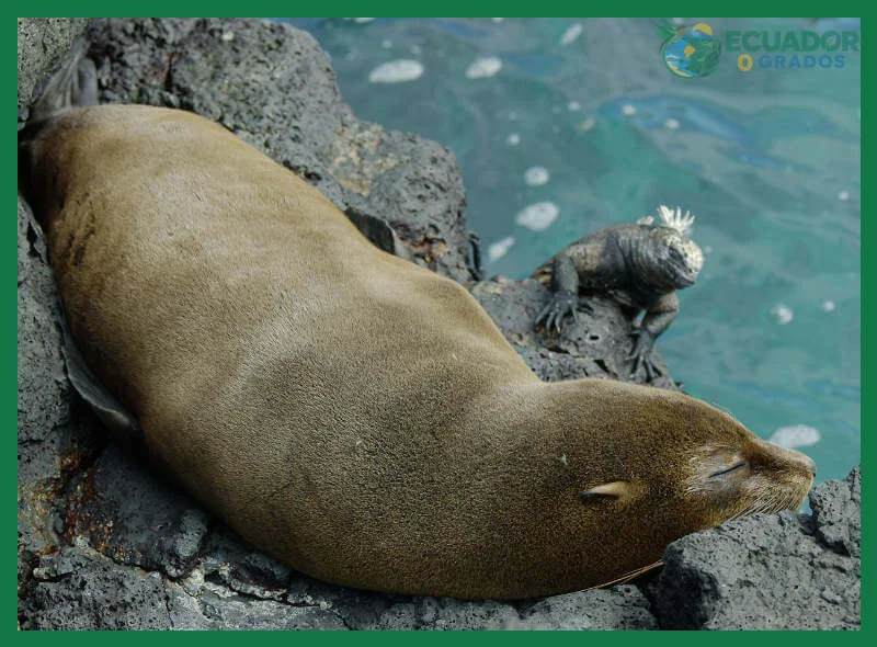 Temporadas y condiciones para avistar ballenas y delfines en aguas de Galápagos