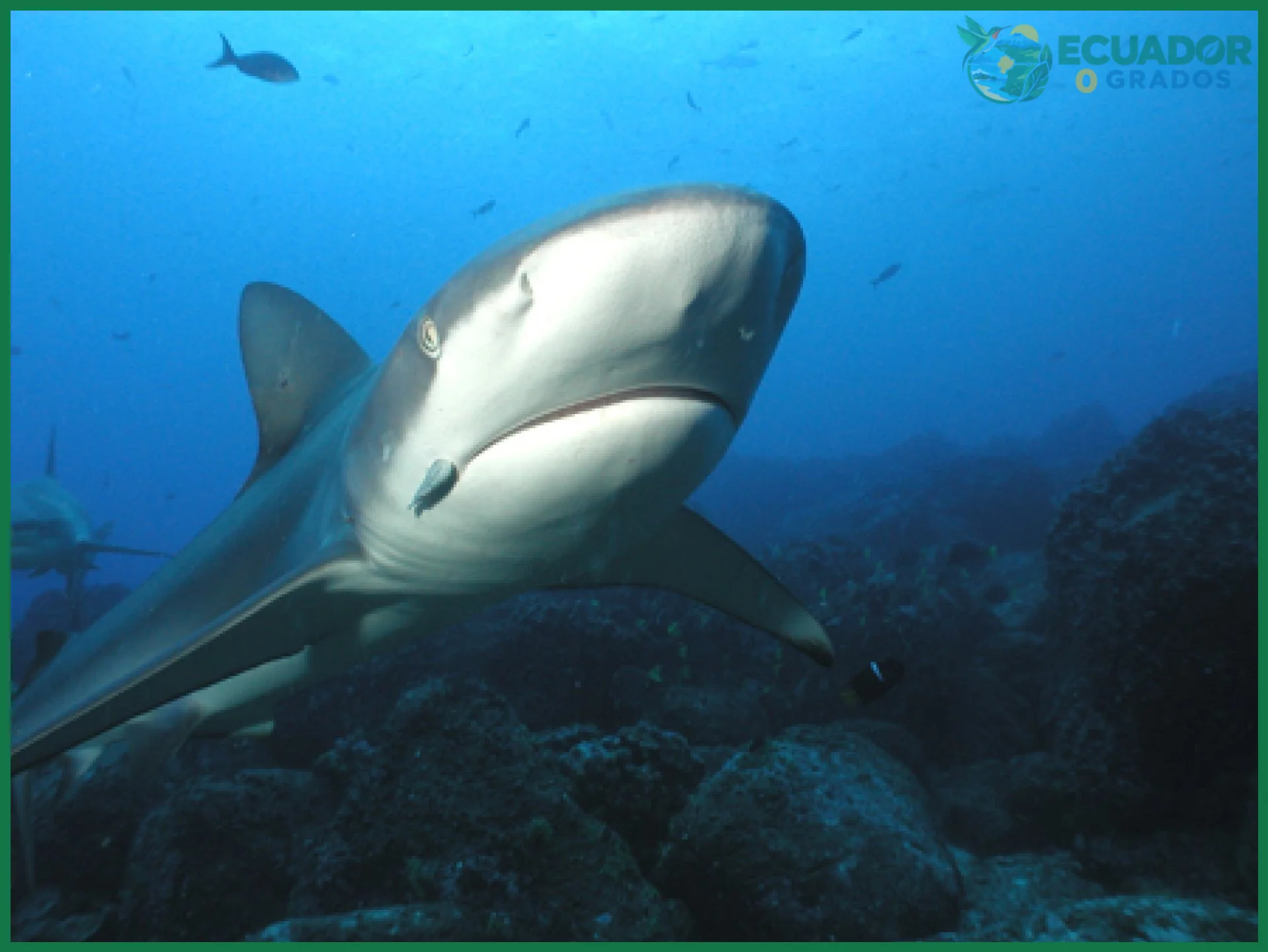 Tiburones en la segunda reserva marina más grande del mundo