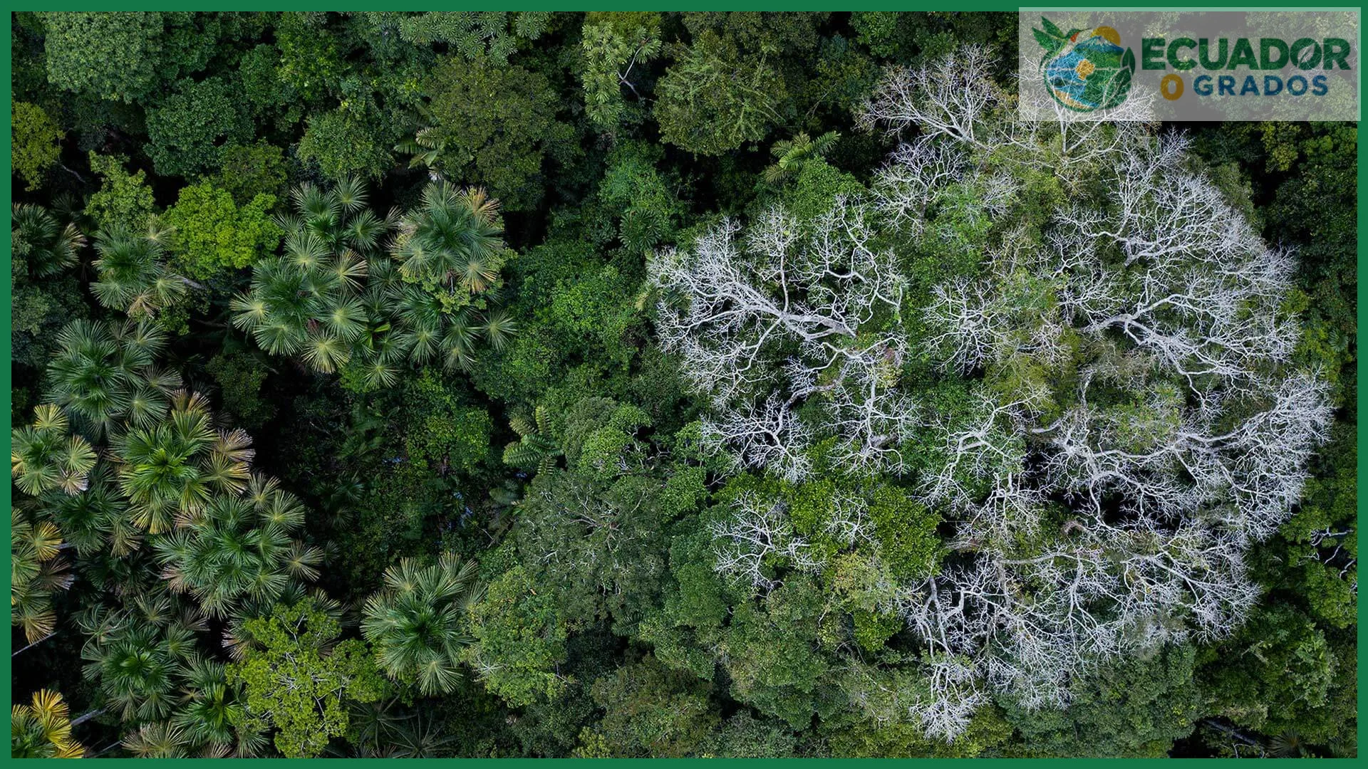 Tipos de bosques del Yasuní: tierra firme, inundables y pantanosos