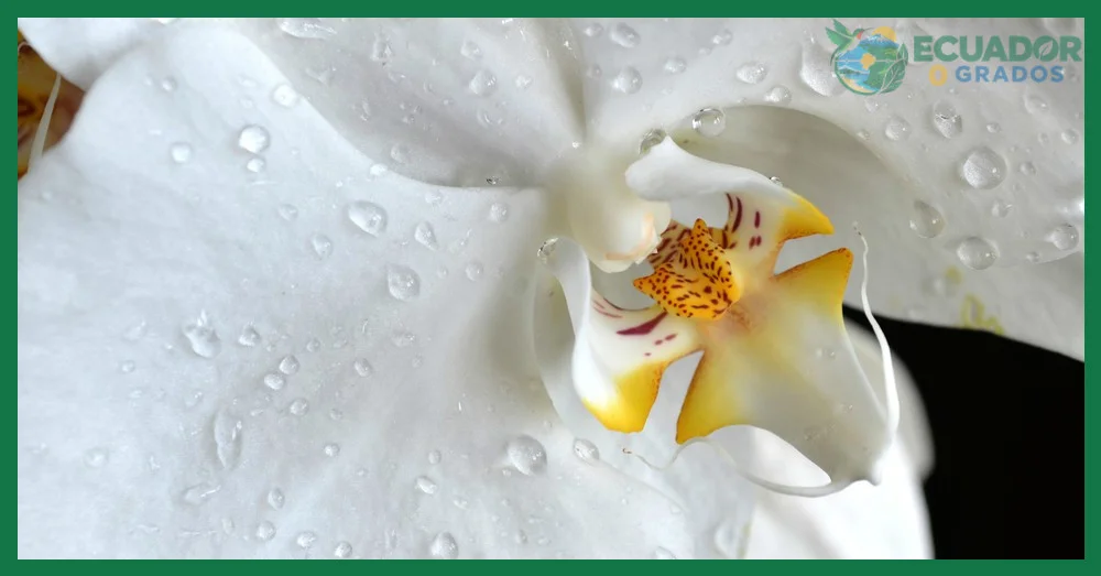 ¿Tipos de orquídeas más allá de la Phalaenopsis?