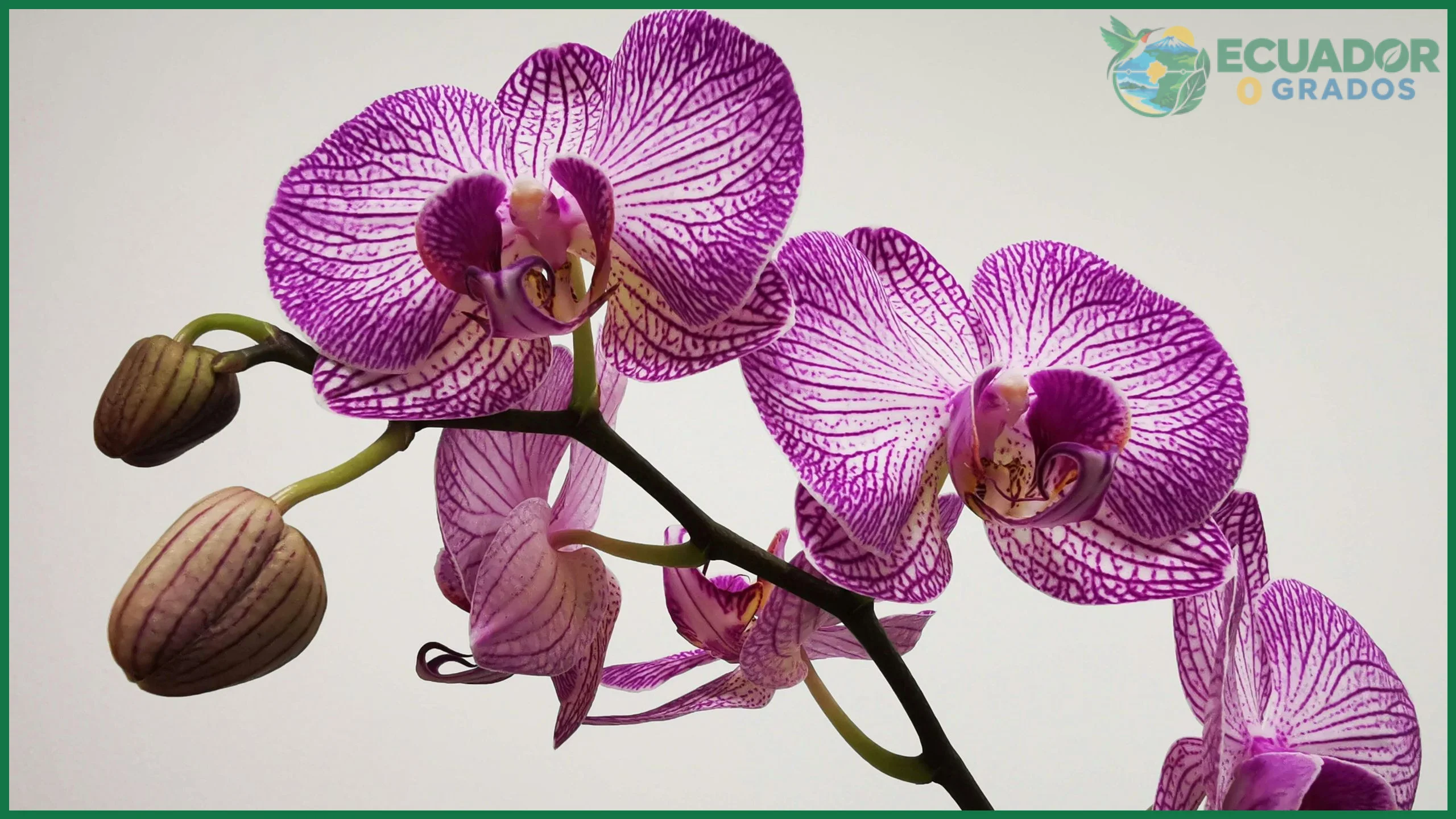 Tipos de orquídeas más populares y sus cuidados