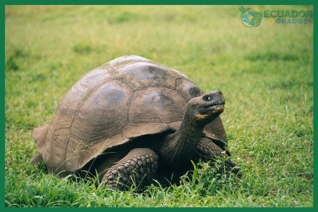 ¿Tortuga gigante de Galápagos?
