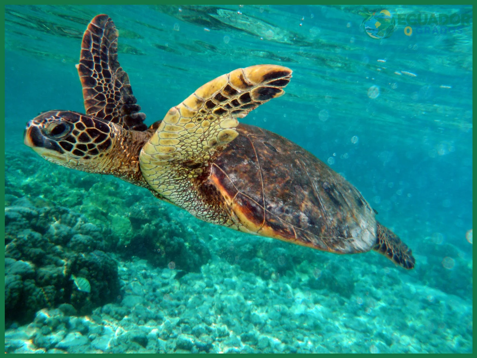 Tortuga gigante de Galápagos: el reptil que dio nombre a las Islas Encantadas