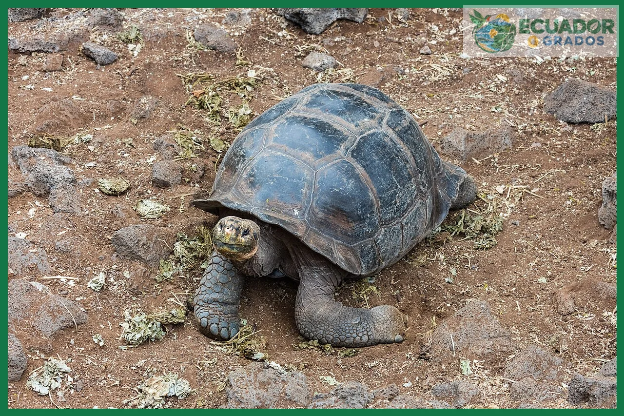 Tortugas gigantes de Galápagos y el complejo de especies de evolución reciente