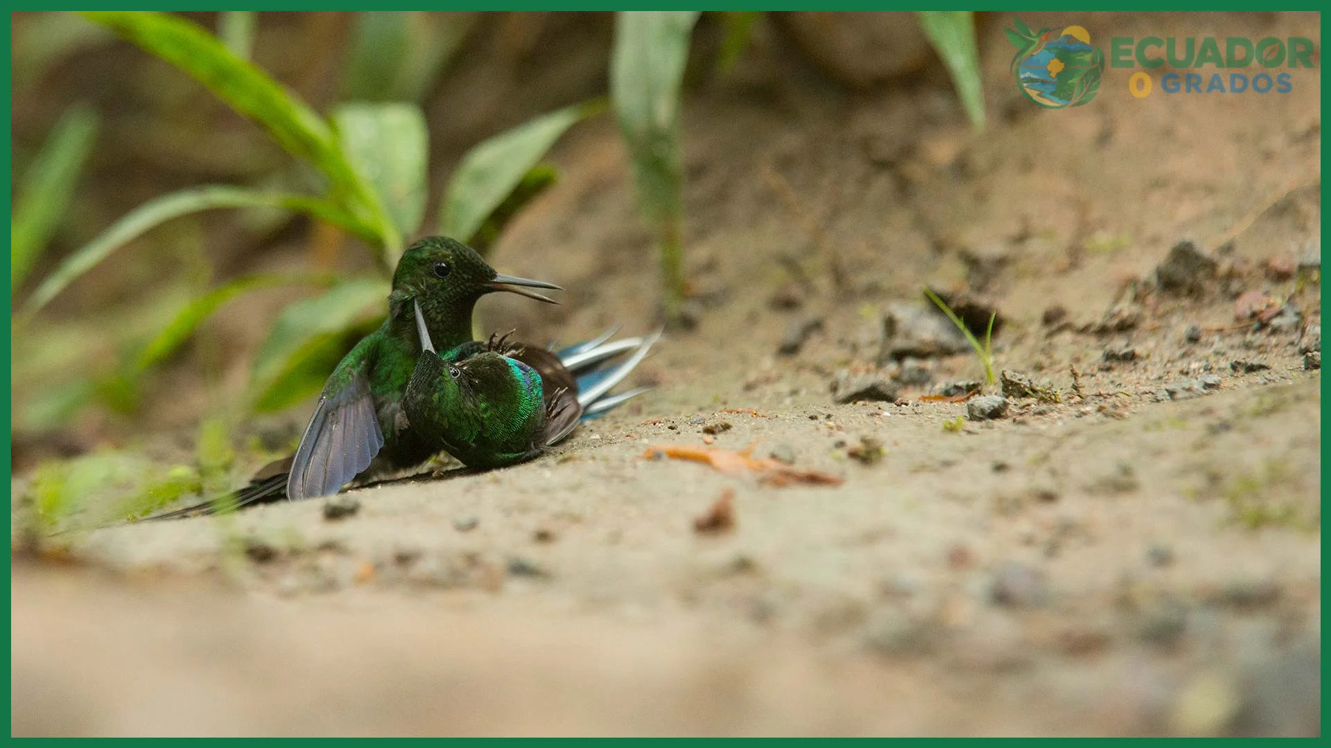 Total de especies de colibríes en Ecuador frente a las 360 del mundo