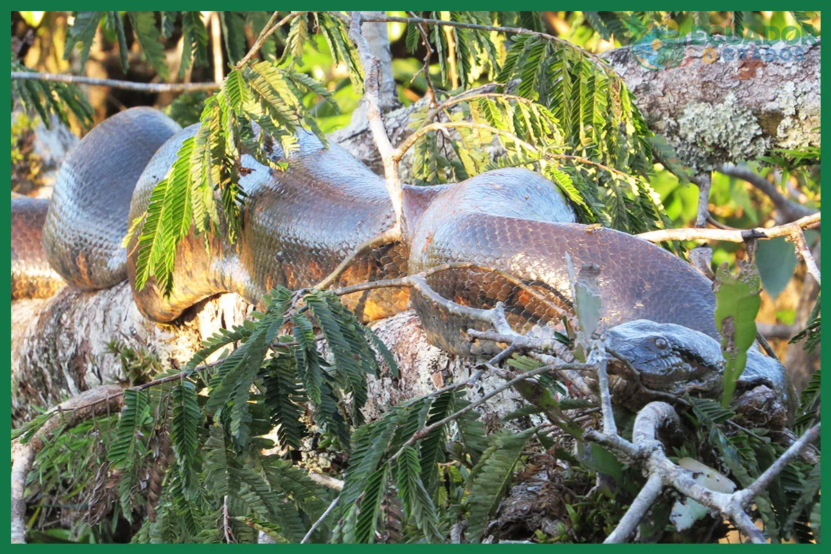 Ubicación de la Reserva de Producción de Fauna Cuyabeno en Sucumbíos y Orellana