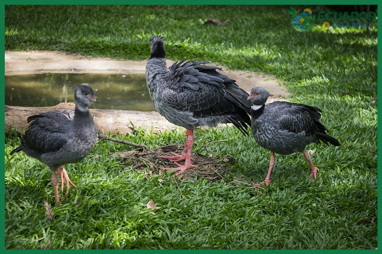 Veredicto final sobre la diferencia entre aves endémicas y nativas del Ecuador