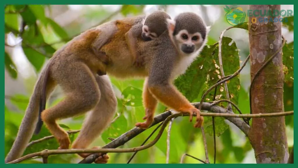 ¿Visité la tierra de los monos en la Amazonia Ecuatoriana?