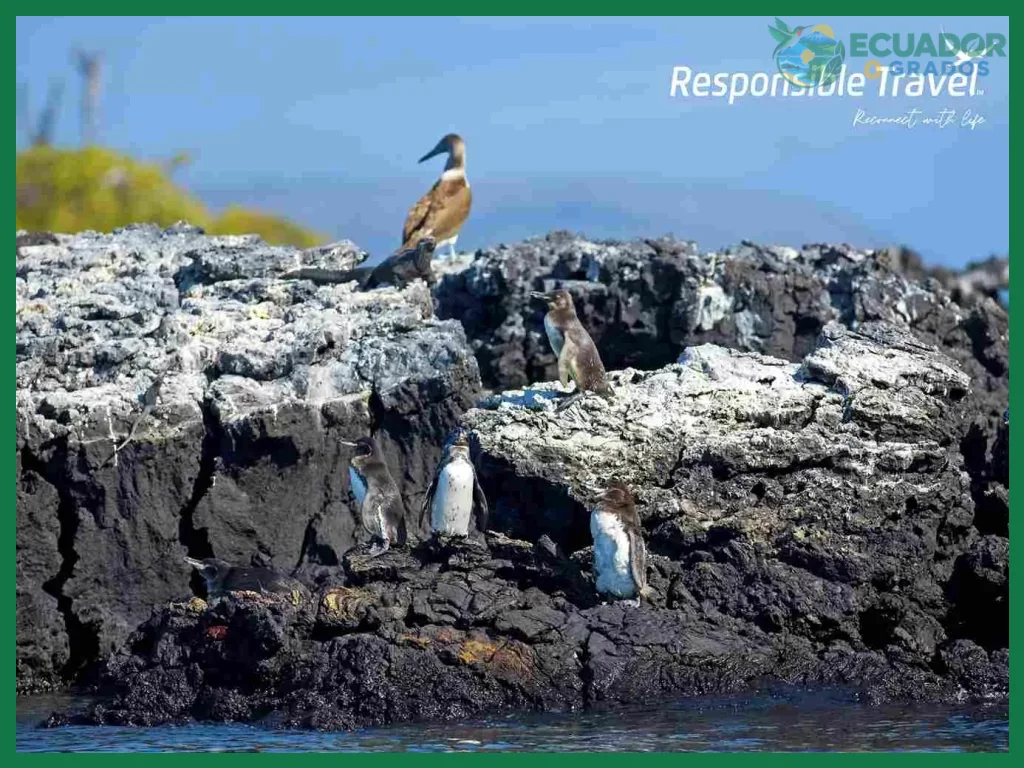 Volcanes de Galápagos que puedes visitar