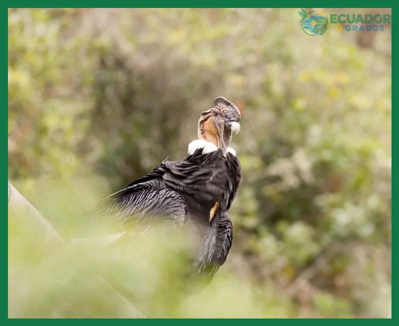 ¿Vultur gryphus?